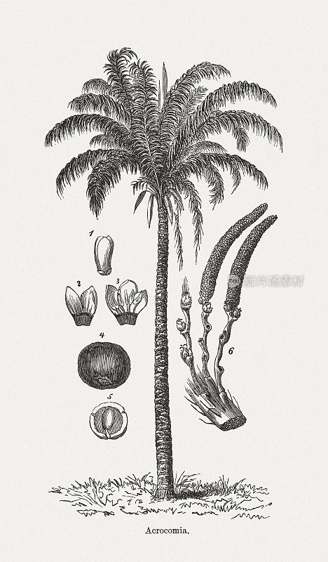 Macaúba palm (Acrocomia aculeata)，木版，1893年出版